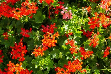 Colorful meadow flowers in grass in nature or in the garden. Slovakia