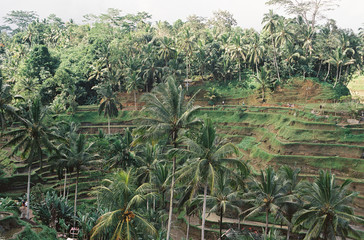rice fields in bali
