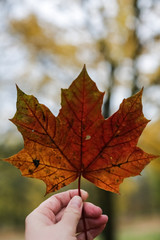 hand holding autumn leaf