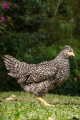 hen and chickens on the farm