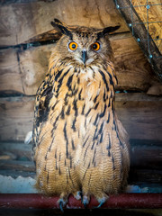 Close-up photo of an Owl in high resolution.
