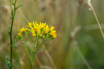 Colorful meadow flowers in grass in nature or in the garden. Slovakia