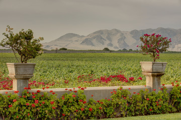 Vineyard in Ica, Peru with mountains in the background