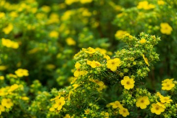 Fototapeta premium Colorful meadow flowers in grass in nature or in the garden. Slovakia