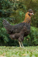 chicken in the grass