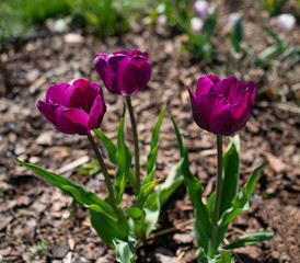 purple tulips in the garden