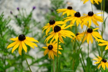 Colorful meadow flowers in grass in nature or in the garden. Slovakia