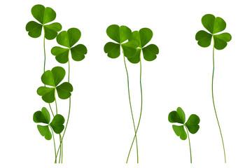 green clover leaves isolated on white background. St.Patrick 's Day