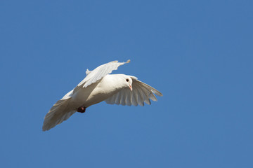 white dove flies through the blue sky