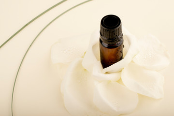 Glass bottle of aroma oil in the petals of white roses. Water droplets are visible on the petals and on the bottle. Essential Aromatherapy Oils. Photo mockup for your product. Aroma rose oil