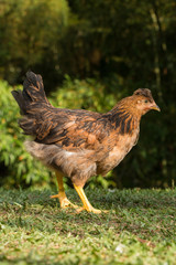 chicken in the grass. farm animal standing on the grass. farm food production