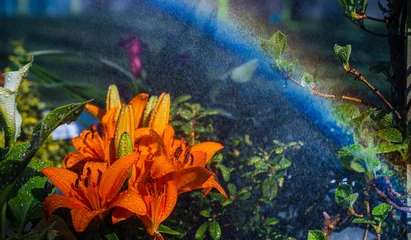 April showers bring May flowers - slightly early! With quarantine, now is the time to prepare gardens and get those backyards colorful and beautiful! © Nikola