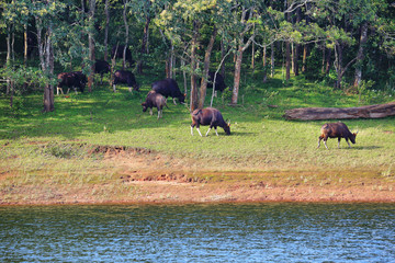 Wild Indian Gaurs or buffalos grazing in Periyar national park, Kerala, South India.