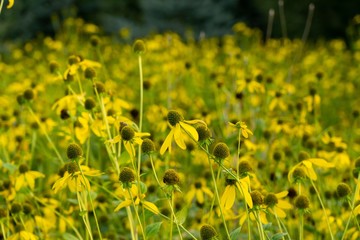 Colorful meadow flowers in grass in nature or in the garden. Slovakia