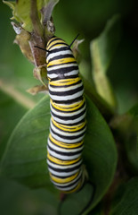A monarch butterfly caterpillar climbs a branch looking for a leafy lunch