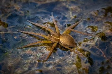 A brown raft spider in position on the surface of Scotts Run Lake