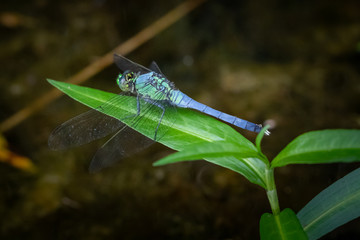 A blue dasher dragonfly perches on a leafy plant next to a Pennsylvania lake
