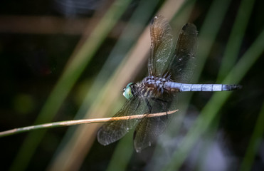 A blue dasher dragonfly rests on a reed against a natural background