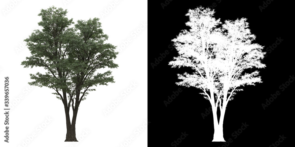 Canvas Prints left view of tree (tilia) png with alpha channel to cutout 3d rendering