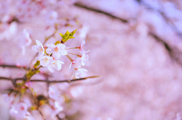 Pink sakura flowers,Cherry blossoms pink,Sakura Cherry blossoming alley. Wonderful scenic park with rows of blooming cherry sakura trees and green lawn in spring,