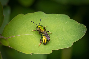 A green iridescent sweat bee on a broad leaf in a wooded area of Pennsylvania