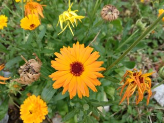 Colorful meadow flowers in grass in nature or in the garden. Slovakia