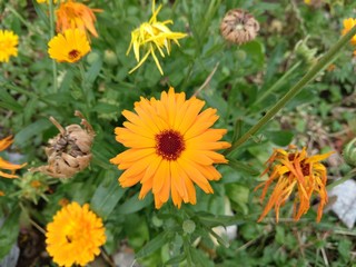 Colorful meadow flowers in grass in nature or in the garden. Slovakia