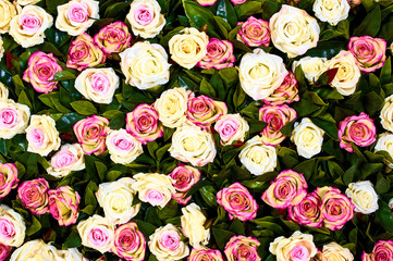 Flower wall, lots of roses