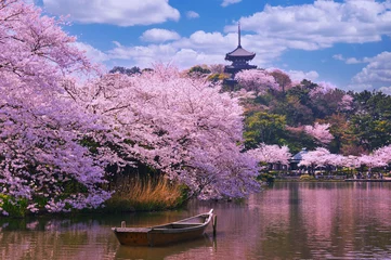 Foto op Plexiglas Snoeproze Roze sakura bloemen, kersenbloesem roze, Sakura kersen bloeiend steegje. Prachtig toneelpark met rijen bloeiende kersensakurabomen en groen gazon in de lente,