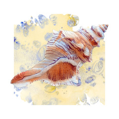 Watercolor set of seashells on white background for your menu or design