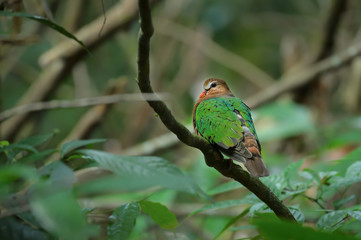 Green Emerald Dove