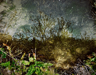 An enigmatic landscape due to the reflections of water plants