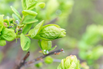 Closeup nature view of green leaf on blurred light greenery background, selective focus.