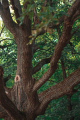 Old tree in the forest