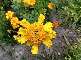 Colorful meadow flowers in grass in nature or in the garden. Slovakia