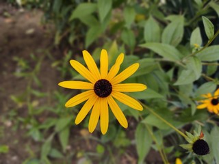 Colorful meadow flowers in grass in nature or in the garden. Slovakia
