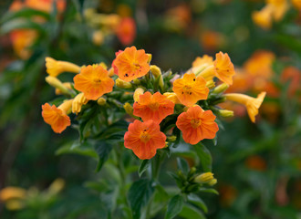 orange and yellow flowers