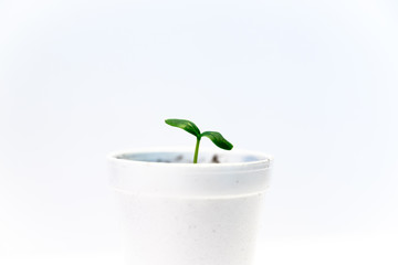 An isolated close up of a cucumber seedling in a styrofoam cup on a white background. Seedling are often started inside for transplanting later in the garden.