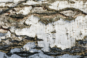 White birch bark. Texture of birch or alder bark for design. Collection of birch sap.