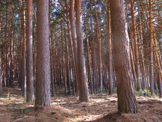 Obraz premium Pinares