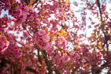 Beautiful flowering sakura. Prunus serrulata. Pink Perfection.. The sun breaks through pink flowers. The hybrid of two Japanese varieties (P. 