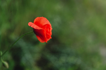 poppy flower on green blurred background