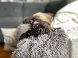 Cute dog laying on the couch