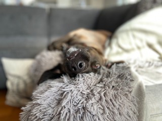 Cute dog laying on the couch