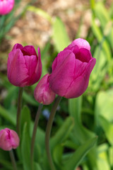 pink tulips in spring