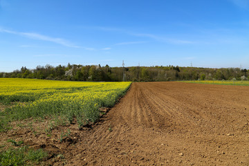 Spring landscape with rapefield and arable land