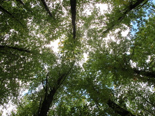 Arboles