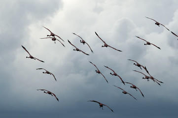 Lesser Flamingos flying