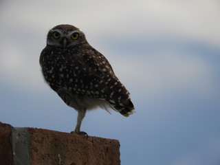 Buho, lechuza. Posando con mirada fija. 