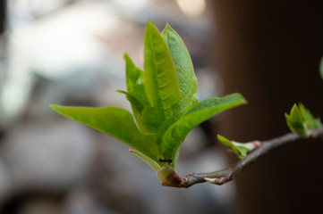 close up of a green leaf